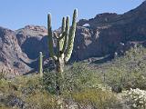 32 Organ Pipe Cactus NM 06